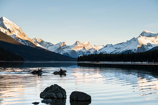 Two moose swim in a lake at the foot of snow covered mountains in Alaska | Top 10 States for Auto Refinance Savings