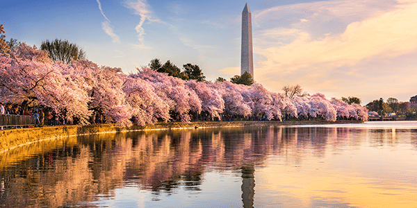 Cherry blossoms in bloom around the Tidal Basin in Washington D.C. | States with the best and worst credit scores