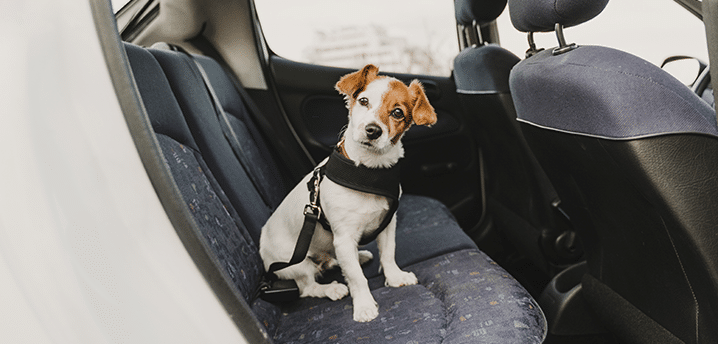 Tiny Jack Russel dog in a car seat harness | Best Car Seats for Dogs 2021