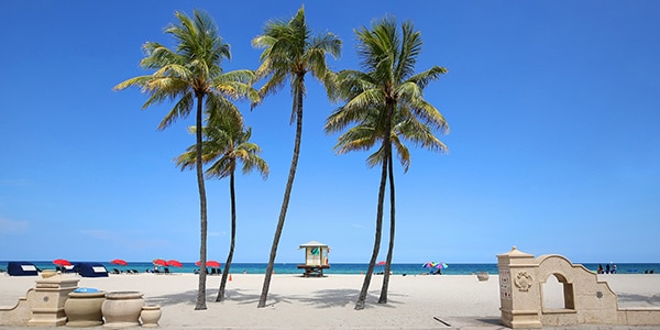 Palm trees on a clean beach in Hollywood, CA