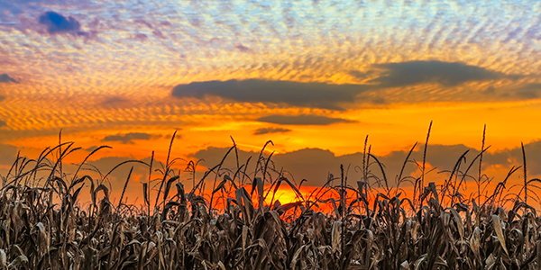 Sunset over a cornfield in Indiana | States Best and Worst Auto Refinance Rates