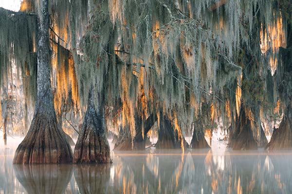 Sunrise over Spanish moss and Cypress trees on Lake Martin in Louisiana | Top 10 States for Auto Refinance Savings