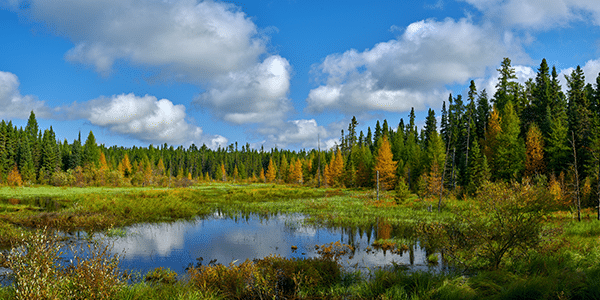 Small pond in Minnesota surrounded by trees | States with the best and worst credit scores