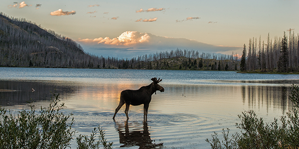 Moose standing in a lake in Montana | States Best and Worst Auto Refinance Rates