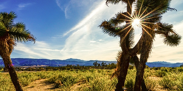 Victorville, California, grassy plains ith palm trees in the foreground and mountains in the background