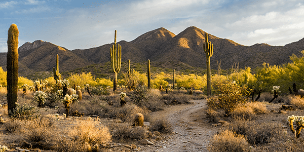 Cactus and mountains in the Senora Desert near Scottsdale, Arizona | Cities With the Best and Worst Interest Rates