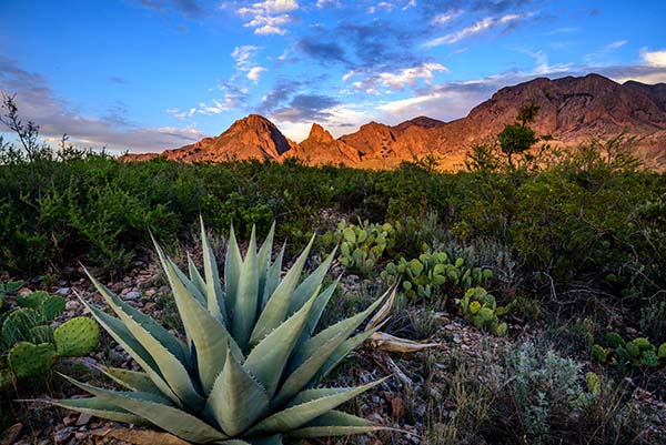 Texas landscape with cactus and agave in West Texas | Top 10 States for Auto Refinance Savings