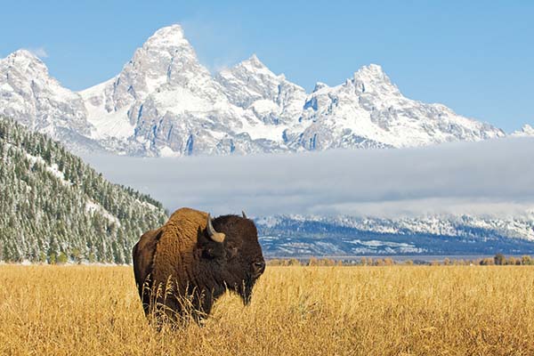 Bison standing in a field in the foreground of the Grand Teton Mountain range of Wyoming | Top 10 States for Auto Refinance Savings