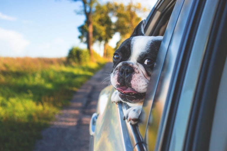 Dog happy in car sticking head out.