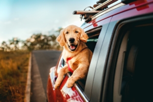 Golden Dog hanging out of red car.