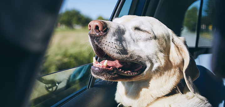 happy dog sunbathing in car with open window - best cars for dogs 2021