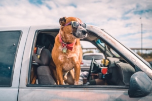 Dog with sunglasses enjoying pick-up ride on american highway | best cars for dogs