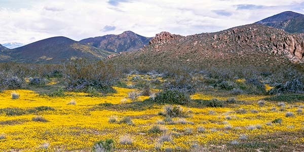 lancaster ca - right yellow blooms fill the desert floor in the Lancaster area, California