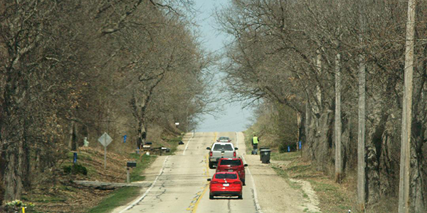 cars driving down a tree-lined road